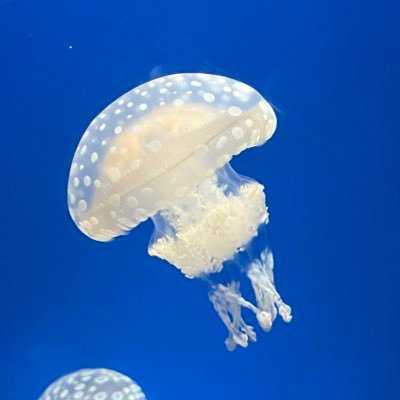 21歳、DMください おしりの穴舐めても引かない人が良い