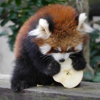 シュークリム🥧🐼 (@1syukurimu9) 's Twitter Profile