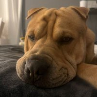 Old dog Cammy (@olddogcammy) 's Twitter Profile