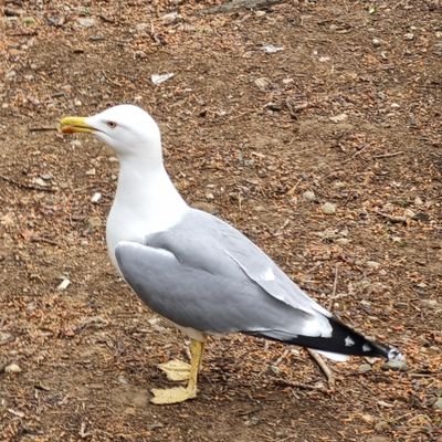 LifeofBpie's profile picture. 😭