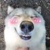 🌈🐾 ρμρργ (@wolfagg) Twitter profile photo 🌈🐾 ρμρργ (@wolfagg) Twitter profile photo