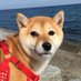 柴犬 (@masakitch) Twitter profile photo 柴犬 (@masakitch) Twitter profile photo