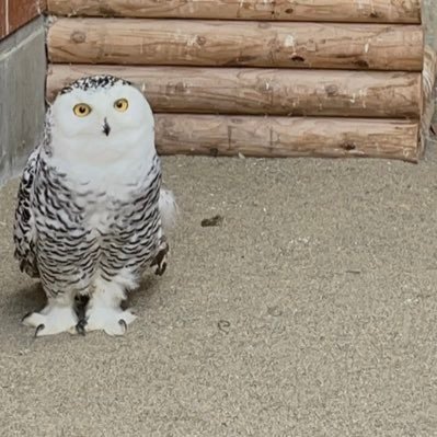 ajirashi2's profile picture. Novelbright♡盛岡・有明・仙台・山形