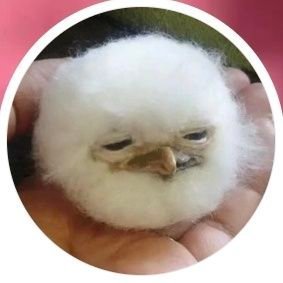 毛裤さんのプロフィール画像