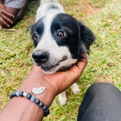 Help Rescued animals get food and medication let’s Make some donations via Western union in the names of kasozi Joel/ world remit or send wave on +256702736838.