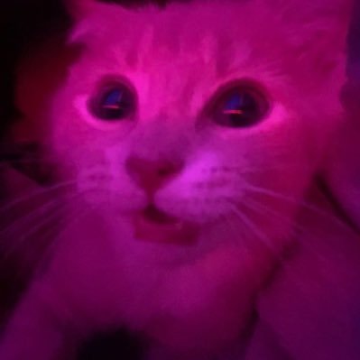 kk78356's profile picture. @sshota0227