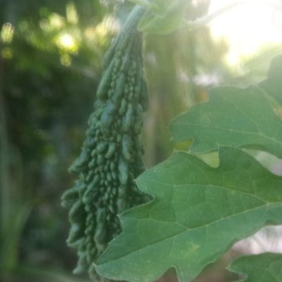 manojbhatt_'s profile picture. 