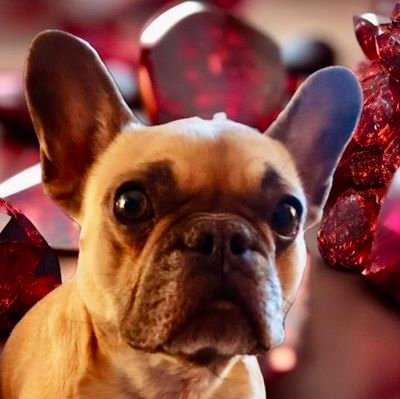 sachsybeast_'s profile picture. You may know my dog...
#DogRight
#Gold #Silver and a little bit of crypto