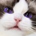 ねこ (@nekonokokyu0709) Twitter profile photo ねこ (@nekonokokyu0709) Twitter profile photo