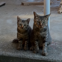 冨永昌敬 (@dolvic2002) 's Twitter Profile