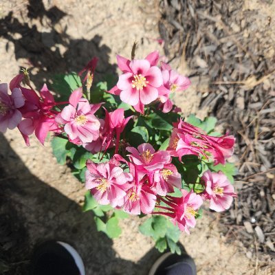 gingerpupx10520's profile picture. 