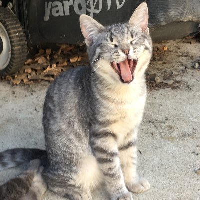 1tooManyCats's profile picture. 