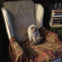 Narjis (@narjis_n4) Twitter profile photo