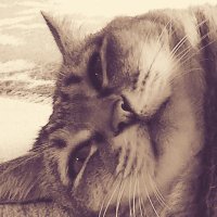 ゐゑ猫 (@haiironekorsan) 's Twitter Profile Photo ゐゑ猫 (@haiironekorsan) 's Twitter Profile Photo