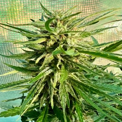 Gaia Green for the win. Nirvana Seedbank for the seeds. Viparspectra for my lights. Grove bags to cure.