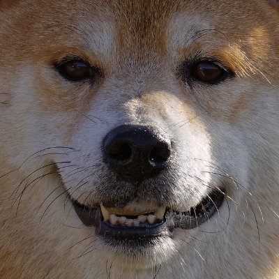 🌸工場長🌸さんのプロフィール画像