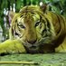 🐯Tigerlotte🐯 (@charlottecox73) Twitter profile photo 🐯Tigerlotte🐯 (@charlottecox73) Twitter profile photo
