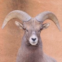 High Desert (@steppeplateau) 's Twitter Profile Photo High Desert (@steppeplateau) 's Twitter Profile Photo