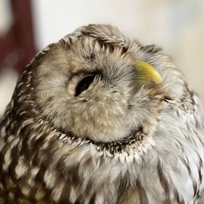 理想のワークライフバランスを追い求める法律系サラリーマン。仕事、家事、育児、資格勉強から趣味までやり繰りするため作業効率10倍PJを敢行中。タイパ重視に偏り省エネで最大効果を求めた結果ずぼらになった。2025年は時間がない!を解消するための情報を発信したい。最新ガジェット、政治、法律、ダーツ、料理など興味関心事多数。
