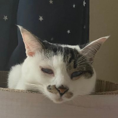 tsukichankawa11's profile picture. 元保護猫。お目目に障害があったりFIPになったり色々あったけど、全部乗り越えたキセキの仔⭐️ 阿佐ヶ谷保護猫カフェ　拝啓、ねこ様からいただいた大切なムスメ