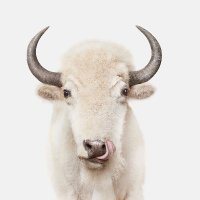 Christine (@sweetprairiekid) 's Twitter Profile
