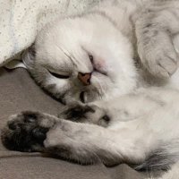 ことみ (@_ttt586) 's Twitter Profile
