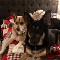 Dagny & Siggy (@dutch_thedog) 's Twitter Profile