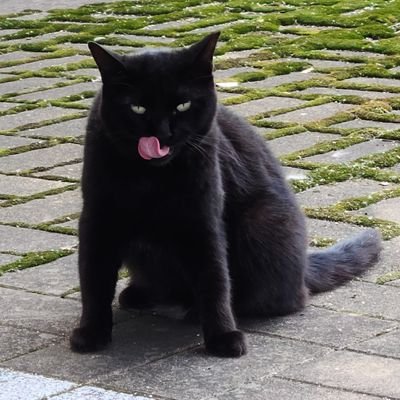 (=ﾟωﾟ=)さんのプロフィール画像