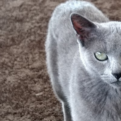 nekojita8spork8's profile picture. 光りあるほうへ✨

しょうもないことしか呟けません😂
犬も好きだけど、
しいて言えば猫スキー😘🐈️
　ご自分を大切に。