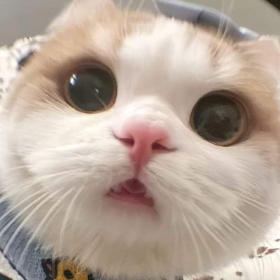 adimass591982's profile picture. LCiiCii on Mice