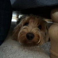 Louise (@lcwf_tbk) 's Twitter Profile
