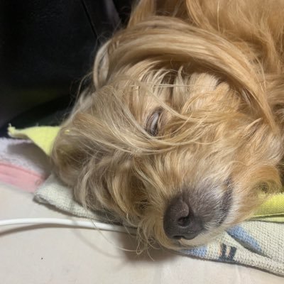 yuuta89001's profile picture. 毎日楽しんでるおじさんです。 よろしくお願いします。