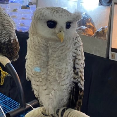 cacainciputat's profile picture. 