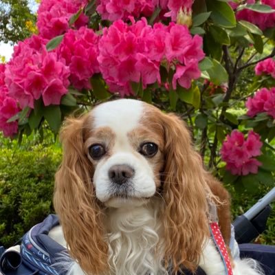 R49542158's profile picture. キャバリア14歳♂2024年９月２日お空組🌈 2025年３月10日生まれRENトライカラー♂🩵