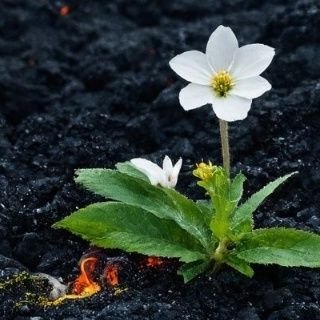 Phoenix🔥Rizing🦋 Profile