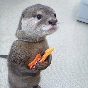 Rockstarotter's profile picture. 