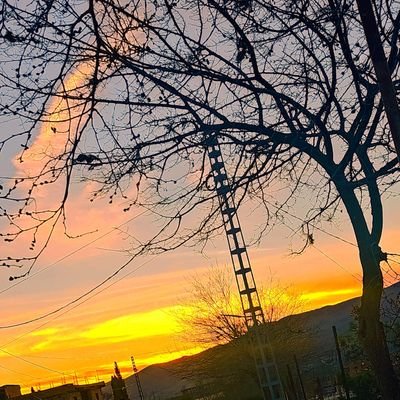 Dahmane35118503's profile picture. 