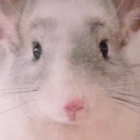 ぽよがいるよ (@poyogairuyo) 's Twitter Profile Photo