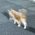 P (@asoboasobimasho) Twitter profile photo P (@asoboasobimasho) Twitter profile photo