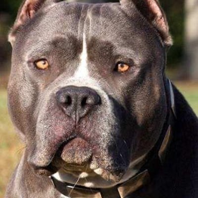 Pozer Profile