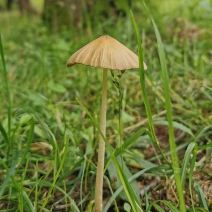 漆志野（ななしの）さんのプロフィール画像