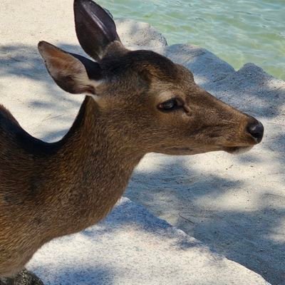 12Tjk's profile picture. DEPAPEPE大好きです