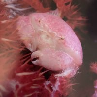 大闸蟹 (@bbbig_crab) 's Twitter Profile Photo