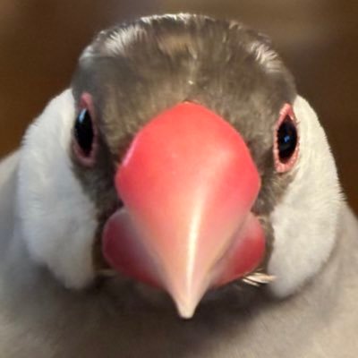 Kenzen_akaunto's profile picture. ヴァイオリン専攻の一般市民。副科水笛。国音→ 東音❸よくお絵描きしとります。下戸。