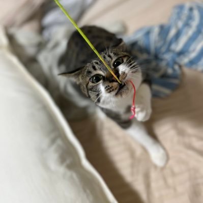 爬虫類さんのプロフィール画像