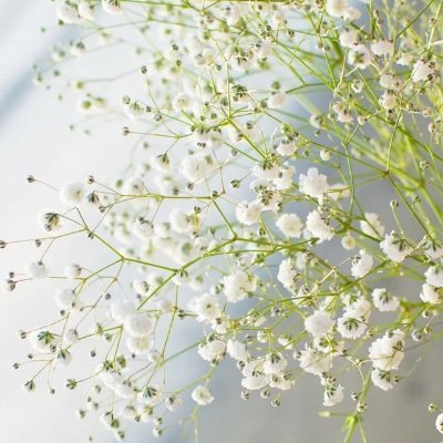 sekaiichies's profile picture. 