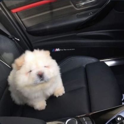 tabiluvr27's profile picture. 🐑