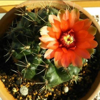 happa_chuuu's profile picture. 4y🧒4400g超のbigboy（R3.5）妖怪大好き👹夫の愚痴多め☠️仕事＆子育て奮闘中🕺R8.3建設業経理士1級✏️無言フォロー失礼します🙏