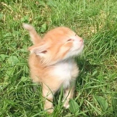 유마쿤 1위다🐱