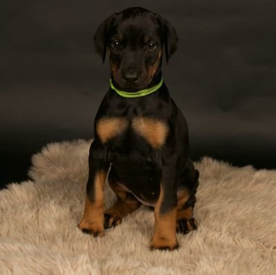 Brigitgroen's profile picture. gewoon Moi